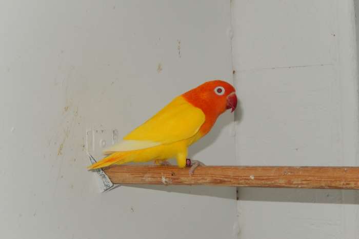 lutinoopaline fischerie poppen