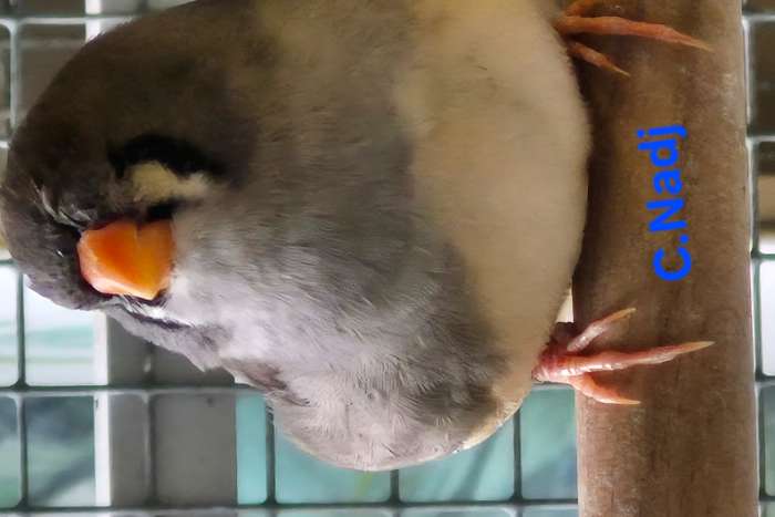 split charcoal zebravinken