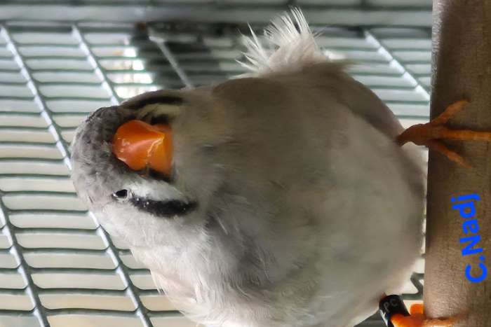 split charcoal zebravinken