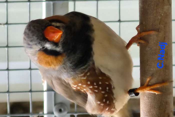 split charcoal zebravinken