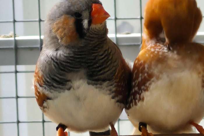 split charcoal zebravinken