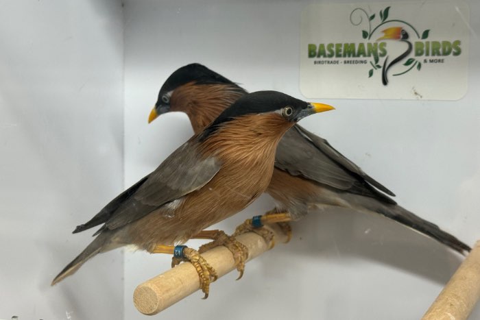 pagode spreeuw - sturnia pagodarum