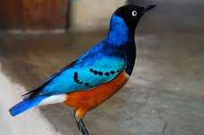 driekleurglansspreeuwen