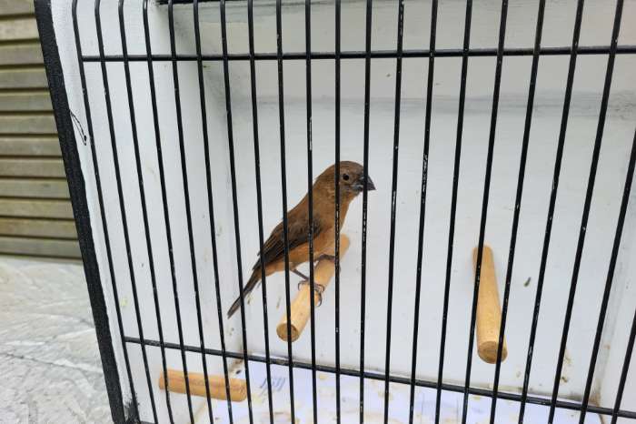 braziliaanse blauwe bisschop man 2025