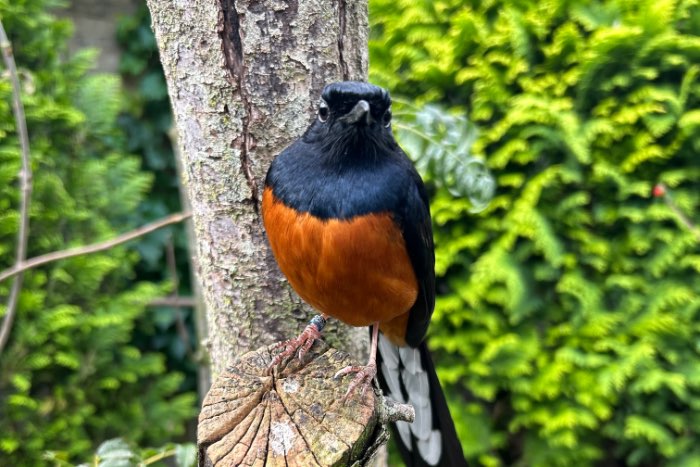 koppel schamalijster