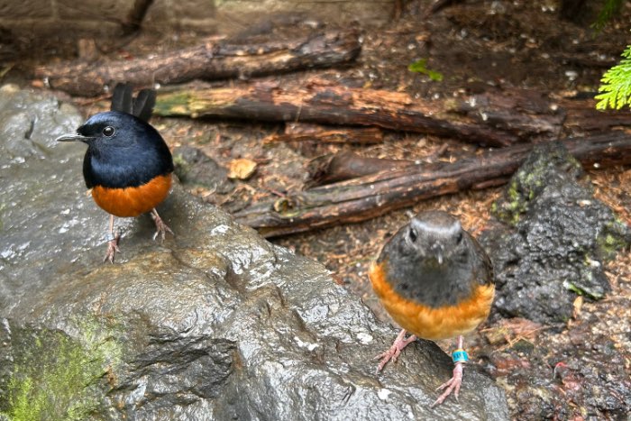 koppel schamalijster