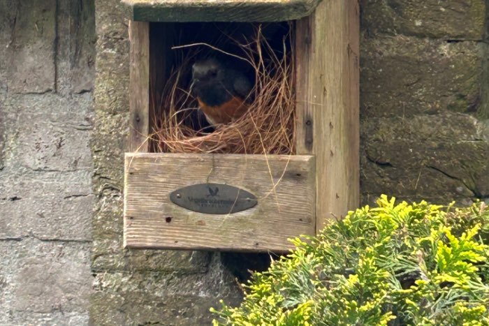 koppel schamalijster