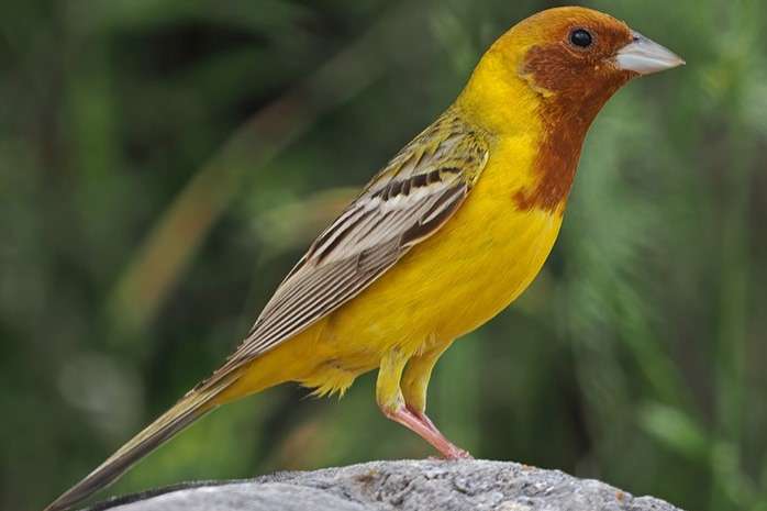 emberiza bruniceps - red-headed bunting