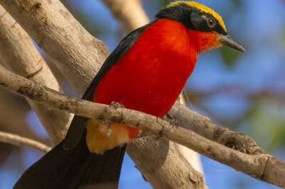 laniarius barbarus - yellow-crowned gonolek