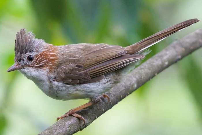 staphida castaniceps - striated yuhina