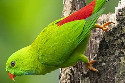 loriculus vernalis - vernal hanging parrot