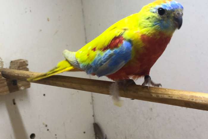 te koop ; turquoisine's opaline