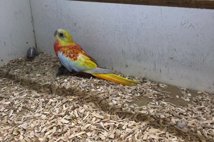 te koop ; turquoisine's opaline