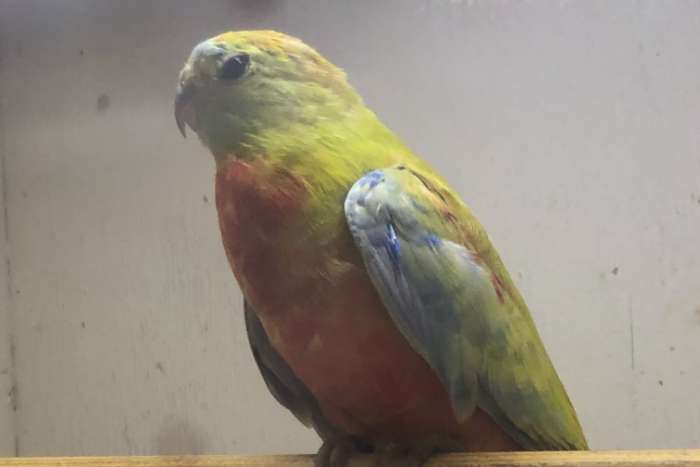 te koop ; turquoisine's opaline