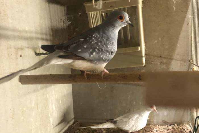 diamant duifjes te koop