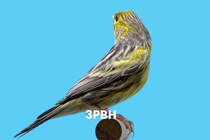 diverse kleuren topaas