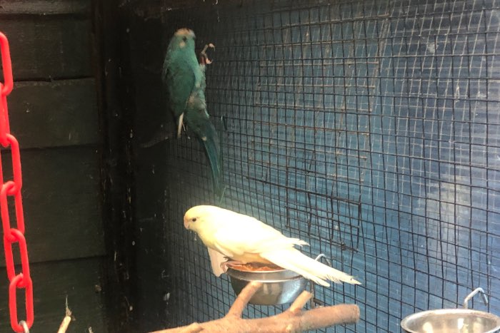 kweekkoppel kakarikis van 2024