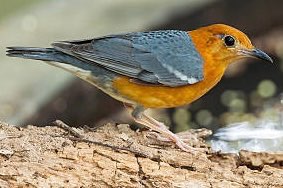 1-1 kweekkoppel damalijsters