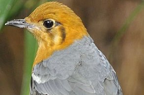 1-1 kweekkoppel damalijsters