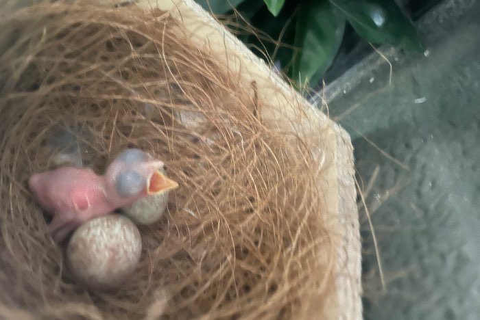 1-1 kweekkoppel damalijsters