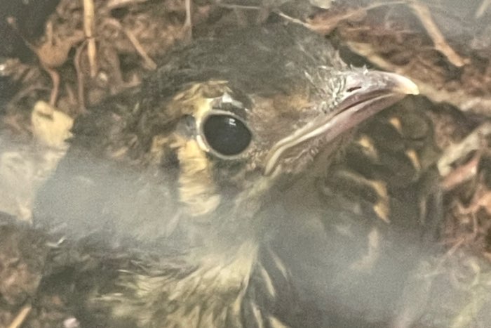 1-1 kweekkoppel damalijsters