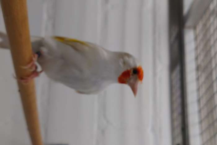 te koop  koppel major putters