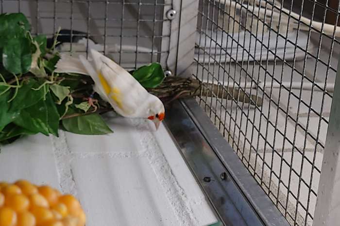 te koop koppel major putters