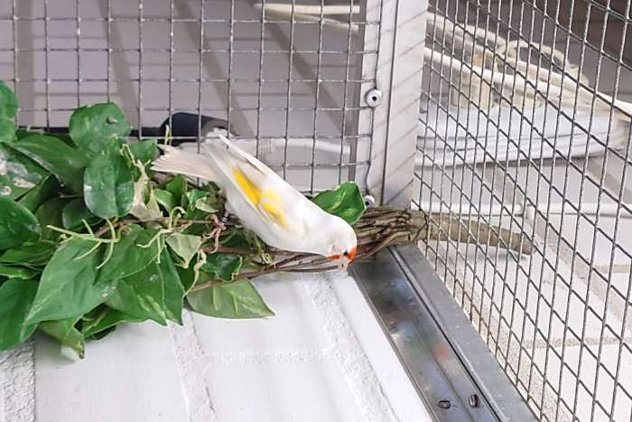 te koop koppel major putters