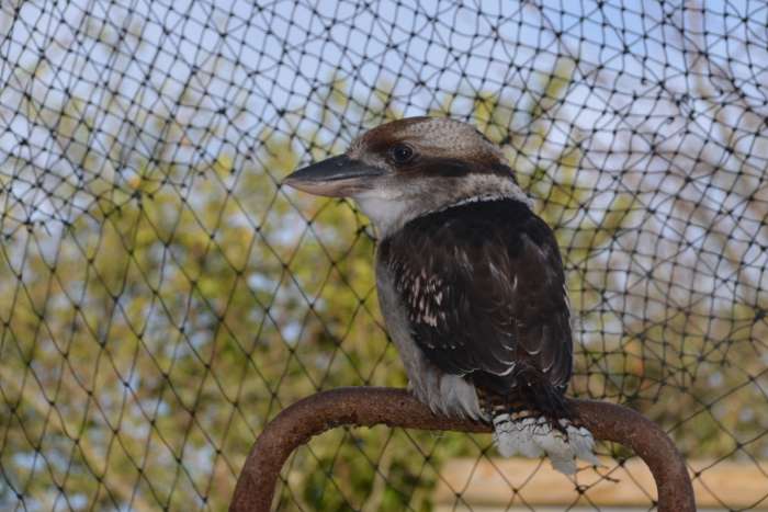 dacelo novaeguineae martin chasseur