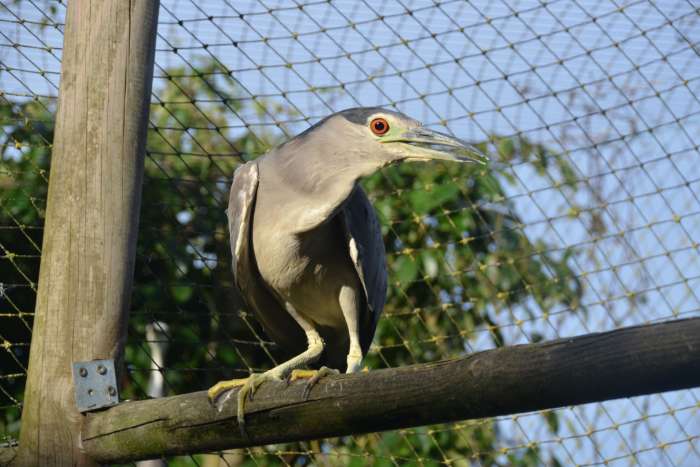 nycticorax nycticorax bihoreau gris