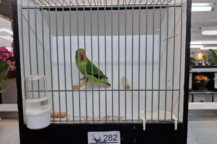 taranta poppen d groen 2025 te koop