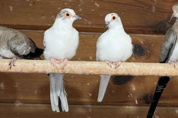 6 bonte diamantduifjes