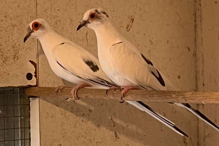 6 bonte diamantduifjes