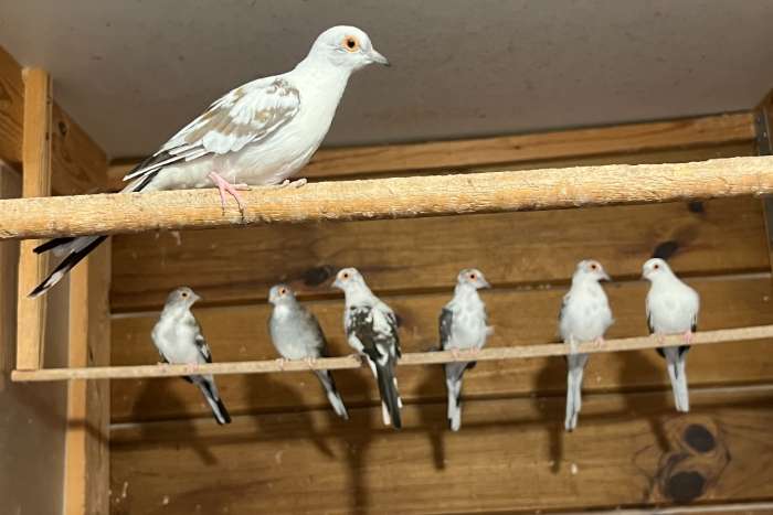 6 bonte diamantduifjes