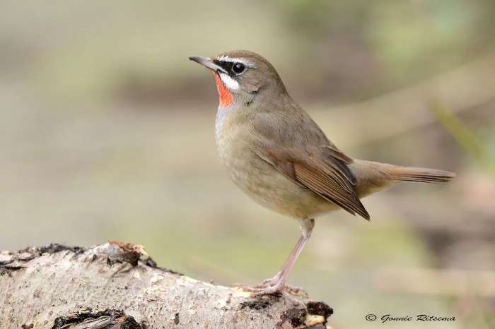 roodkeel nachtegaal pop gevraagd