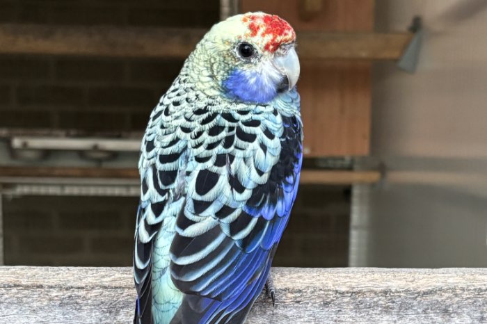 0-1 blauwwang rosella