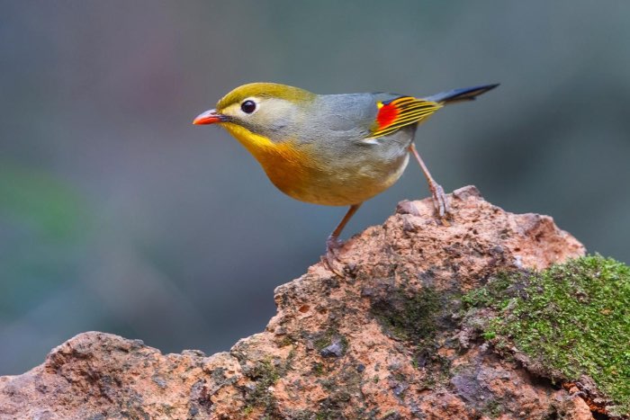 2-2 japanse nachtegaal 2025