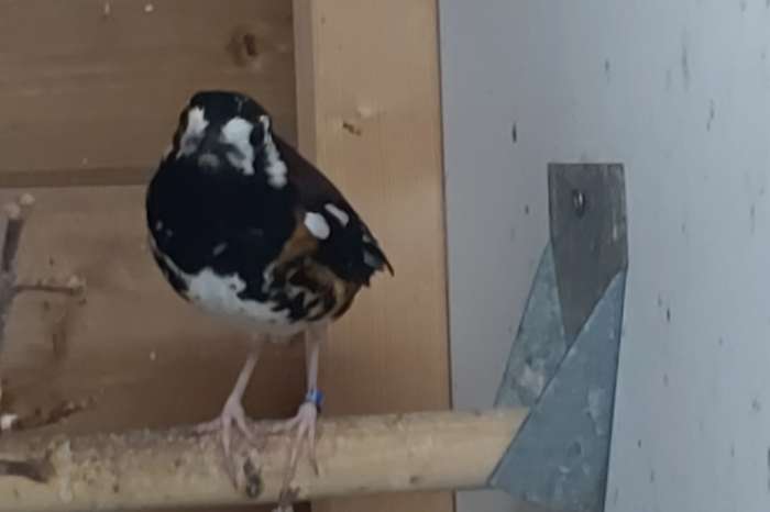 kastanjerug lijster man