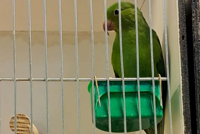 pop brotogeris tirica 2023