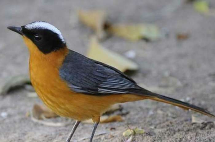 sneeuwkruintapuiten 2 - 2