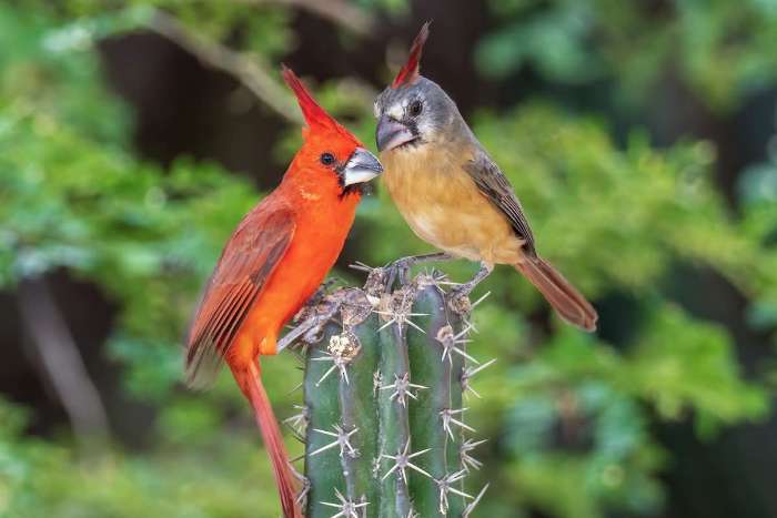 pyrrhuloxia phoeniceus