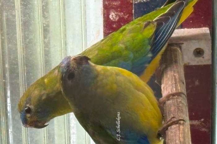 turquoisine parkieten