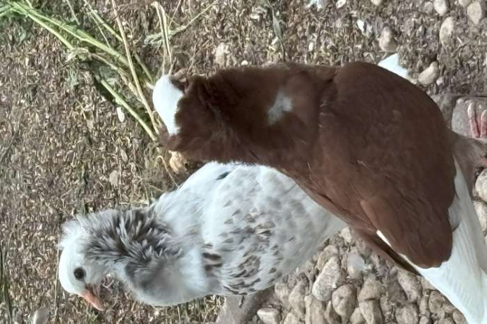 oudhollandse capucijnduiven