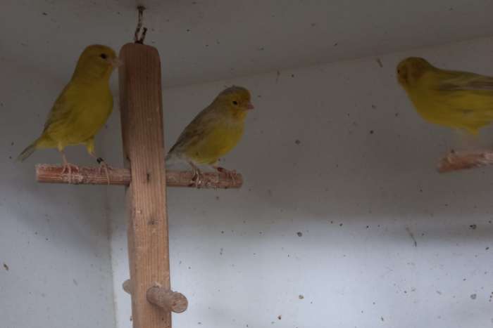 te koop enkele koppels agaat geel pop met pastel verervende man.