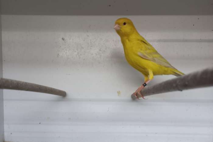 agaat eumo intensieve man met verervende pop