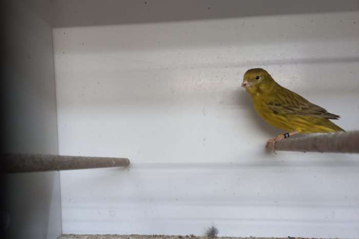 agaat geel intensief koppel 2025