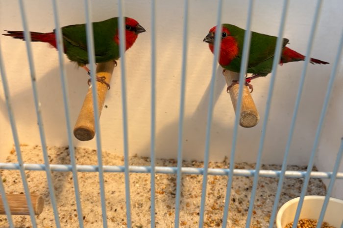 roodkop papagaai amadines