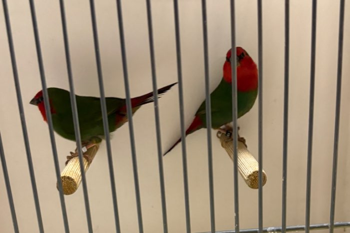 roodkop papagaai amadines