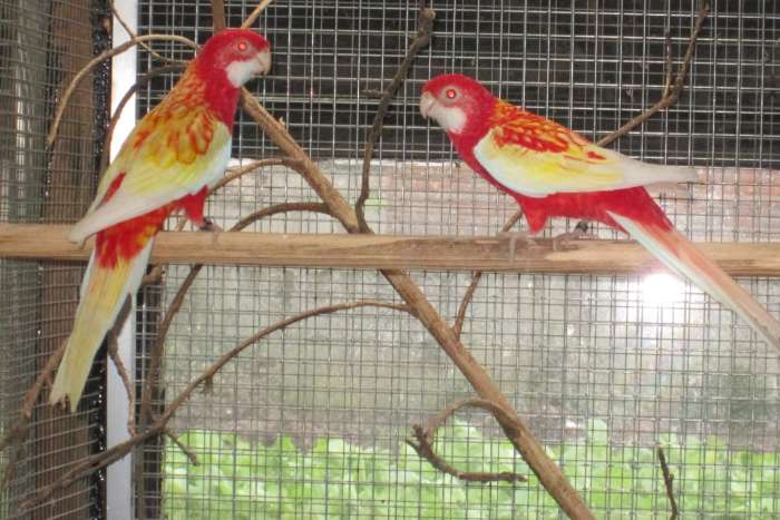 rubino rosella's