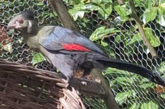 te koop witwang toerako pop